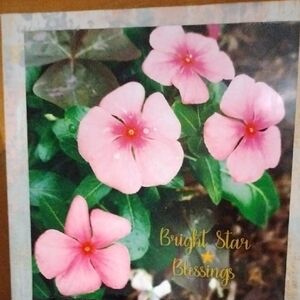 Pink Periwinkles With Raindrops